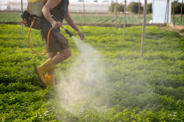 Best Pest Removal Services  in Castle Pines Village, CO