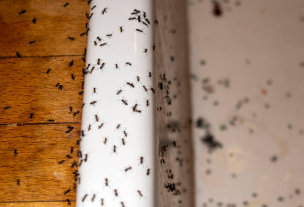 Bird Control in Castle Pines Village, CO