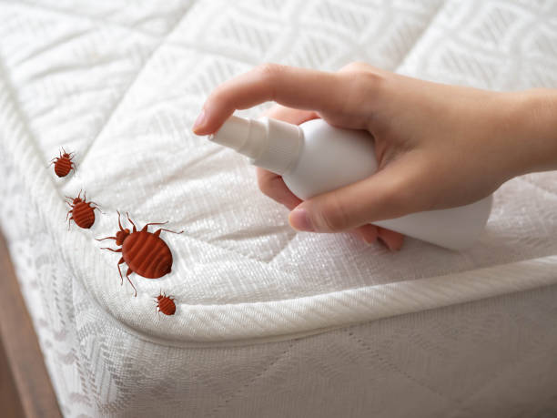 Reliable Castle Pines Village, CO Pest Control Solutions
