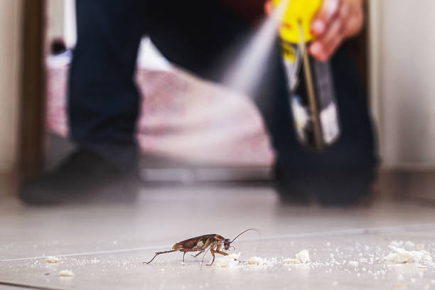 Best Insect Control  in Castle Pines Village, CO